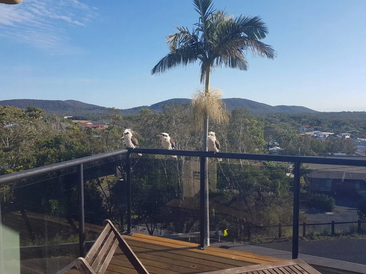 Kangaroos visiting the back yard